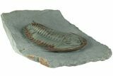 Lower Cambrian Trilobite (Longianda) - Issafen, Morocco #189928-4